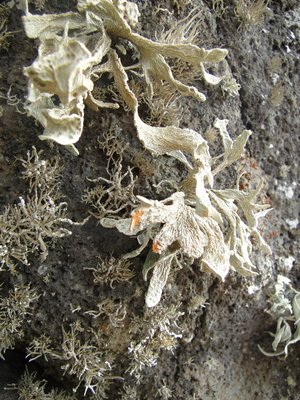 [Ramalina maderensis]